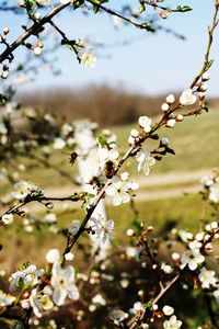 Close-up of cherry blossoms in spring