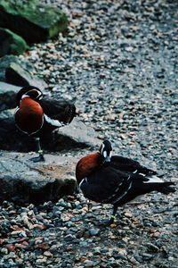 Ducks on a rock