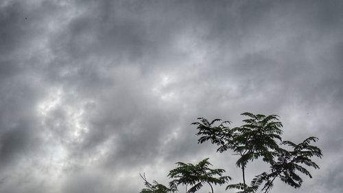 Low angle view of tree against cloudy sky