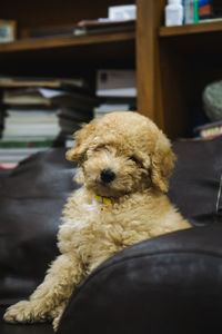Portrait of dog sitting on floor