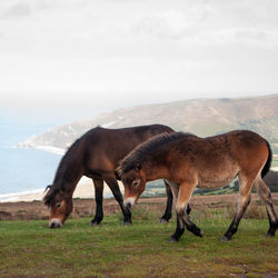 Exmoor ponies grazing and roaming free by the sea in somerset on exmoor national park