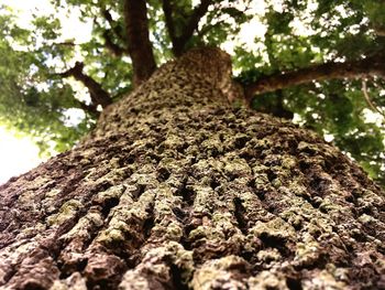 Low angle view of moss growing on tree trunk