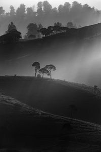 Trees in black and white vibes