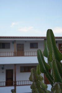 Close-up of succulent plant against building