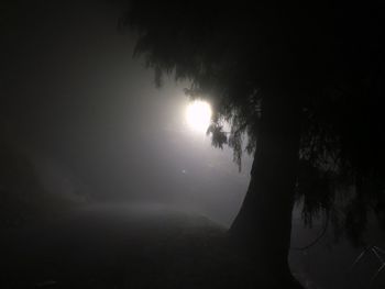 Silhouette tree against sky at night