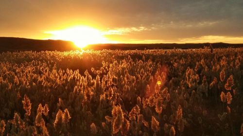 Scenic view of field against sky during sunset