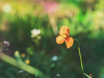 Close-up of orange flower on field