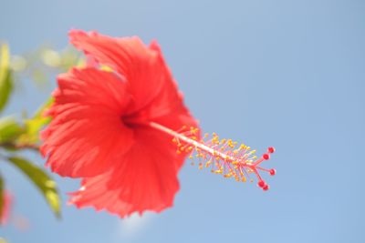 Close-up of flowers against blurred background