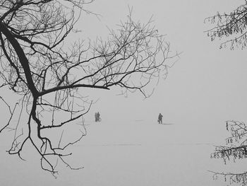 Low angle view of bare trees against the sky