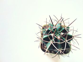 Close-up of cactus plant against white background