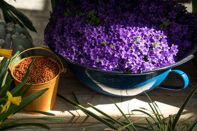 Close-up of purple potted plant on table