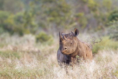 View of an animal on land