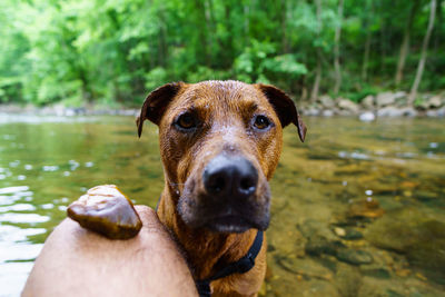 Close-up of hand holding dog in lake