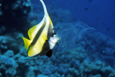 Close-up of fish swimming in sea