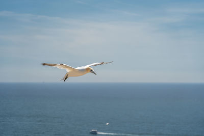 Seagull flying over sea against sky