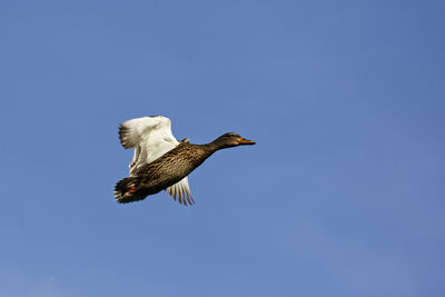 Low angle view of bird flying against the sky