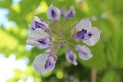 Close-up of purple flowering plant