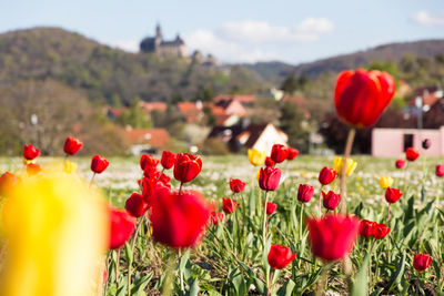 Red poppy flowers growing on field