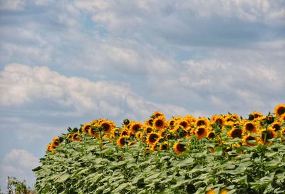 Close-up of sunflower against sky