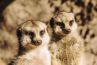 Close-up portrait of meerkats