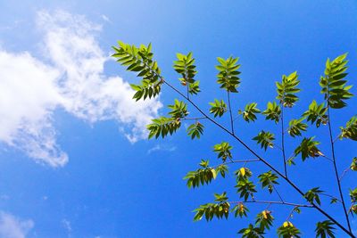 Low angle view of tree against blue sky