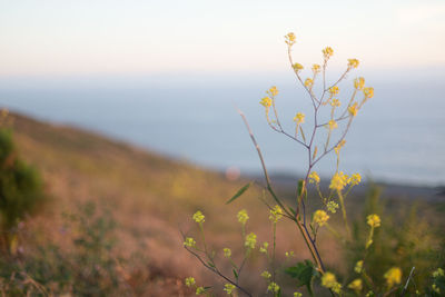 Close-up of plant growing on field against sky