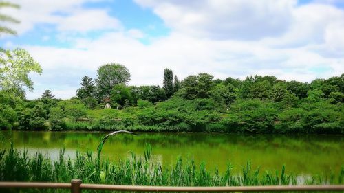 Scenic view of lake against trees in forest