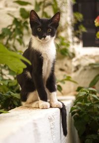 Portrait of cat