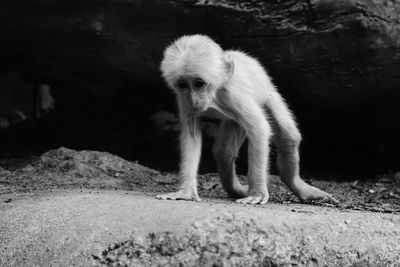 Monkey looking away on rock