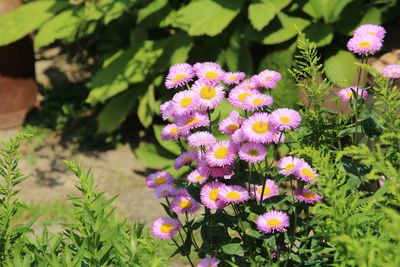 Close-up of pink flowering plants