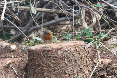 Close-up of bird perching on a tree