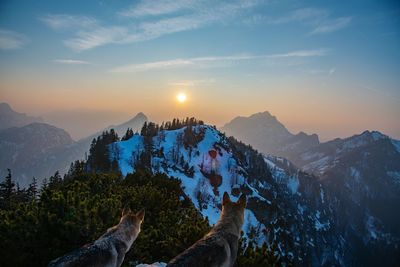 Dogs looking at mountains against sky during sunset