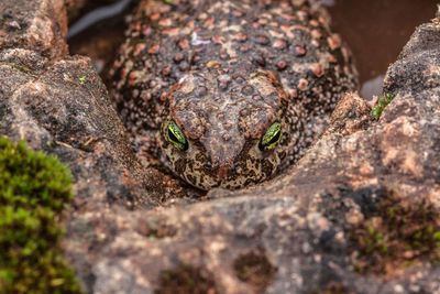 Close-up portrait of a lizard