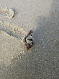 High angle view of crab on beach