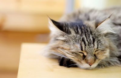 Close-up of cat sleeping