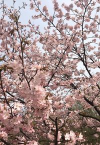 Low angle view of cherry blossoms in spring