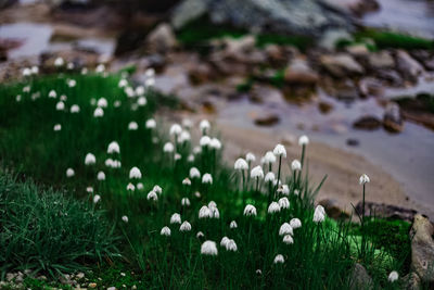 Close-up of white flowering plants on land