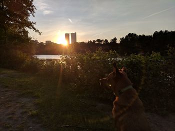 Dog on field against sky during sunset