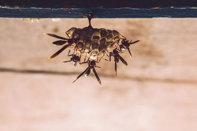 Close-up of wasps