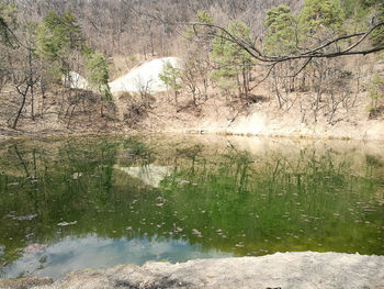 Reflection of trees on lake in forest