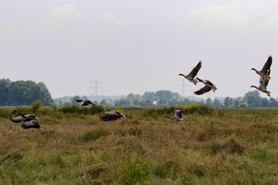 Greylag geese flying over grassy field against clear sky