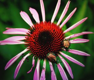 Close-up of honey bee on coneflower