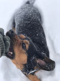 Close-up of dog during winter