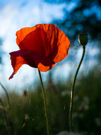 Close-up of red poppy flower against sky