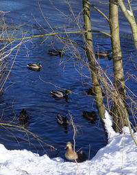 Birds in lake during winter