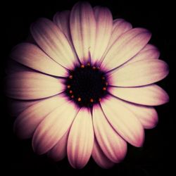 Close-up of flower over black background