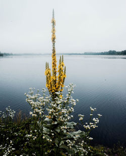 Mullein with lake in background