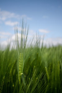 Close-up of crops growing on field against sky