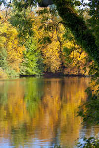 Scenic view of lake in forest during autumn