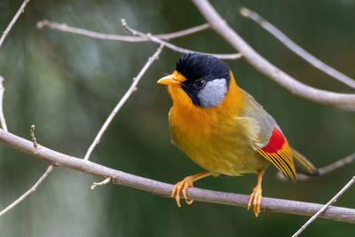 Close-up of bird perching on branch